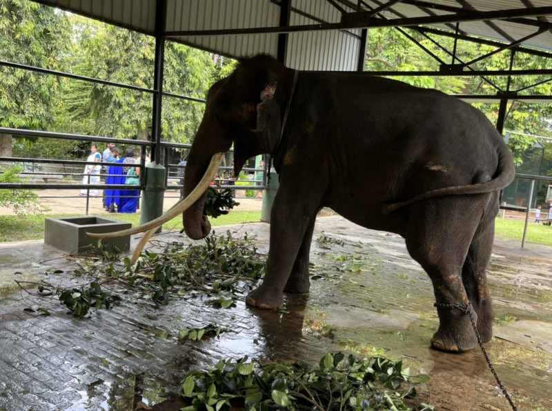 Таиланд возвращает своего слона со Шри-Ланки для лечения