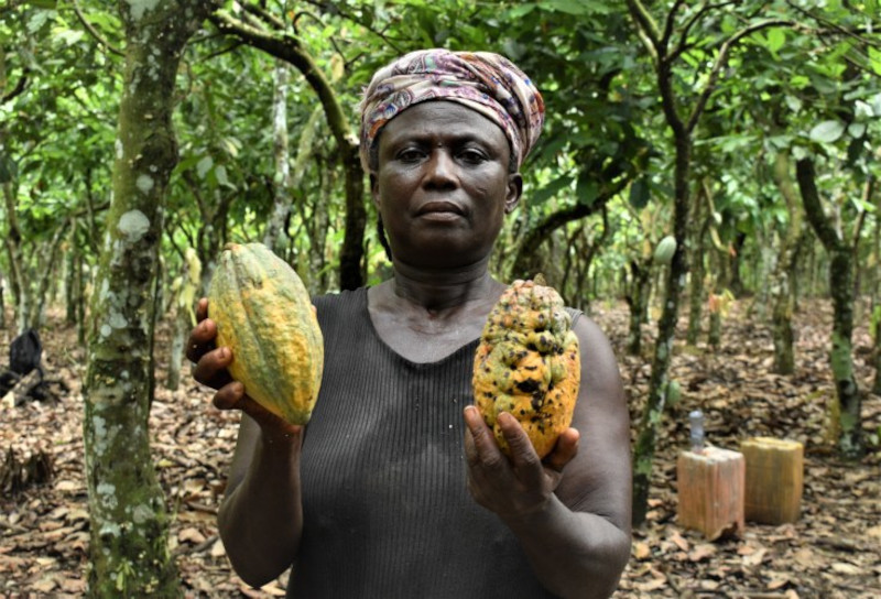 Пока производители шоколада фиксируют прибыль, выращивающие какао-бобы фермеры только нищают