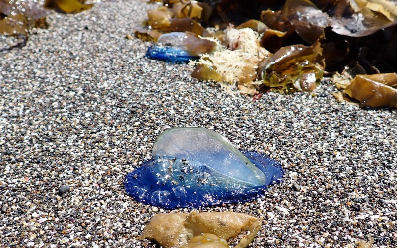 Берега восточного побережья Японии «атакуют» португальские военные кораблики и парусники