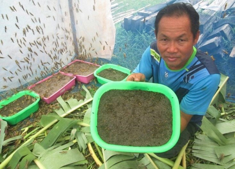 Житель Таиланда рассказал, почему саранча – самая прибыльная живность для разведения