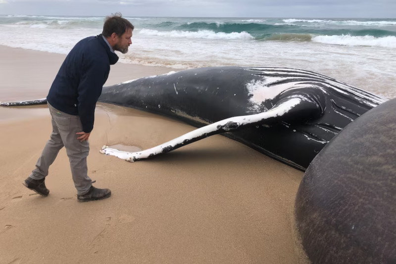 ABC News: На популярном австралийском пляже найден мертвый горбатый кит