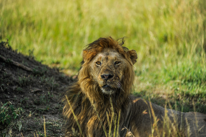 AP: В Кении масаи убили копьями львов, повадившихся нападать на домашний скот из-за засухи