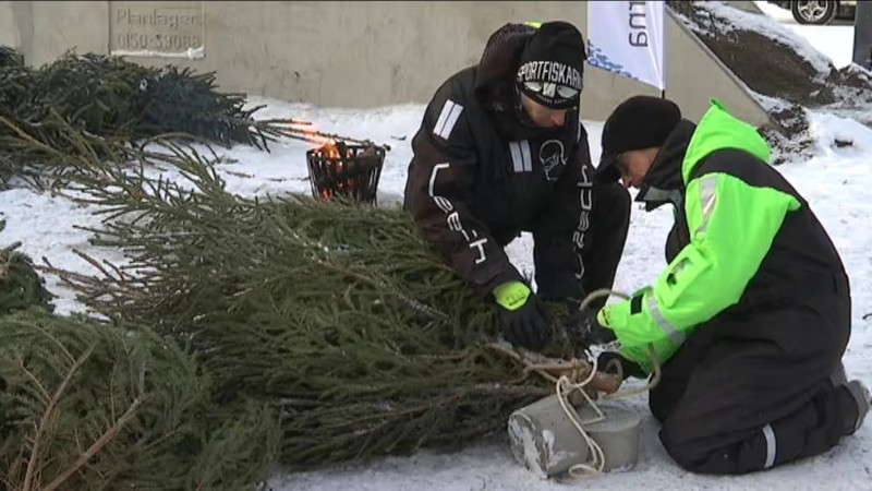 AFP: выброшенные рождественские елки послужат яслями для рыб Балтики