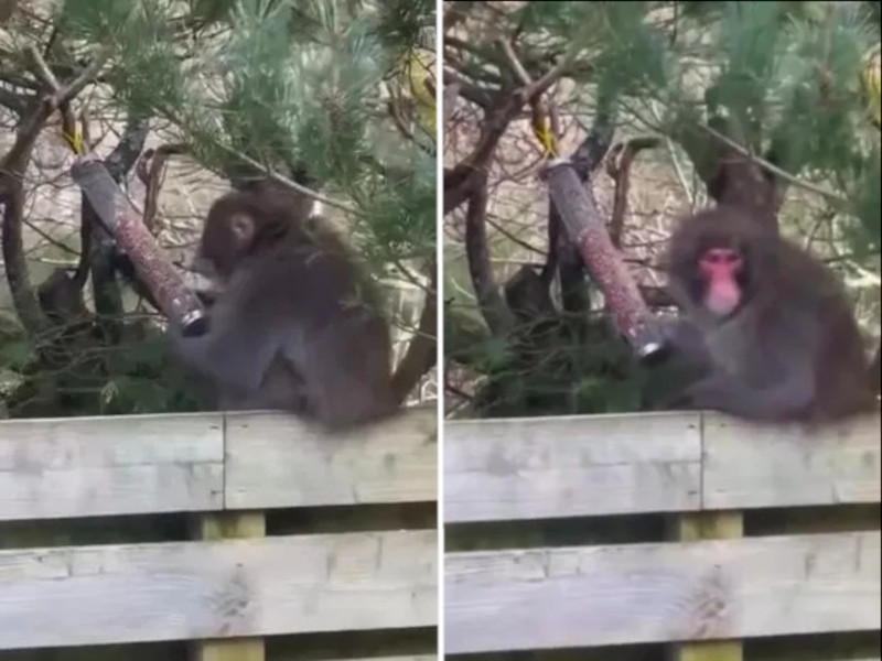 Mirror: в Шотландии обезьяна сбежала из зоосада и ворует орехи