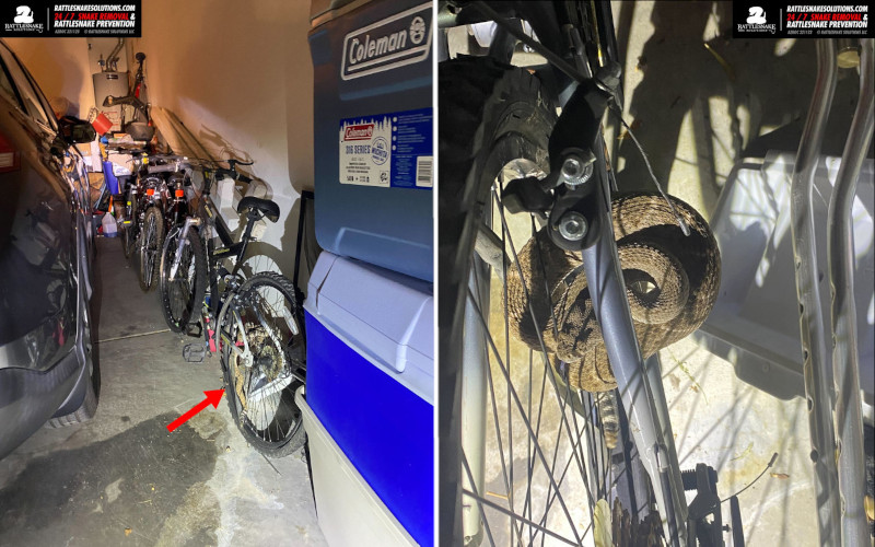 Гремучая змея запуталась в спицах велосипеда, пробравшись в гараж жителя Аризоны