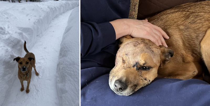 Пума утащила собаку со двора в заснеженном Колорадо, но питомца отбили вооруженные хозяева