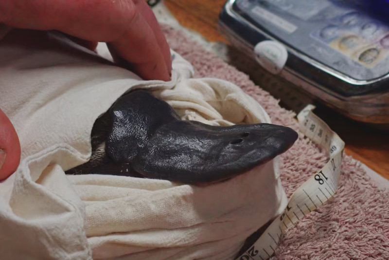 В Австралии обнаружен самый старый самец-утконос