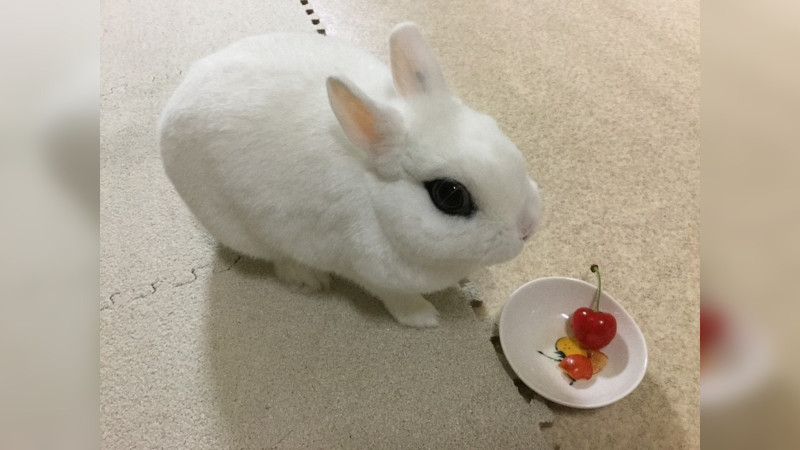 Ветеринарную клинику в Киото обязали выплатить свыше 400 000 рублей за смерть мини-кролика